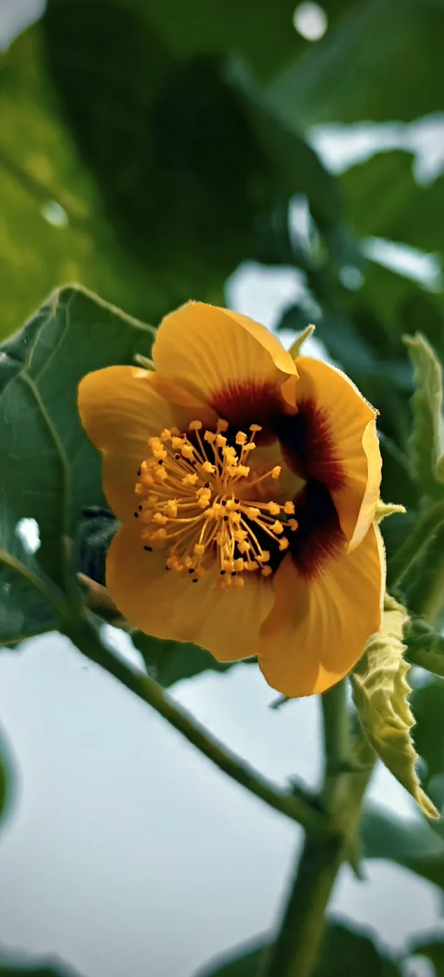 Close up of a yellow flower with a soft green background